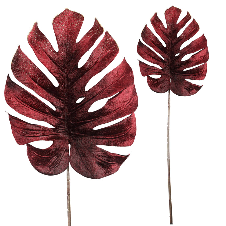 Monstera Bordeaux