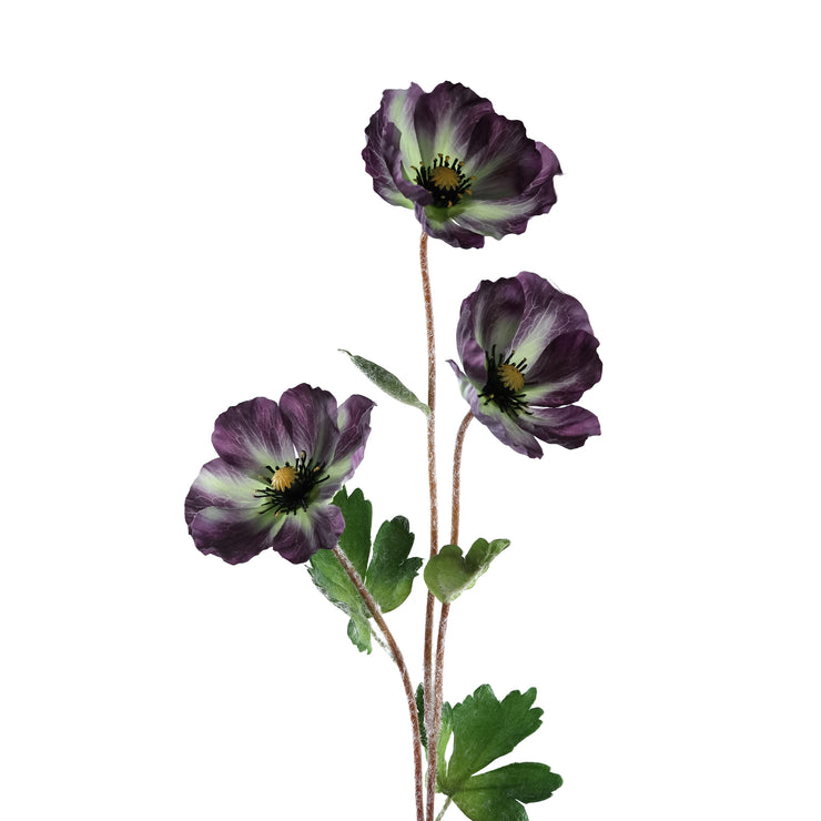 Lilla Anemone