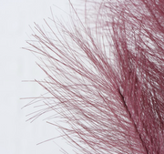 Pampas Stilke XL